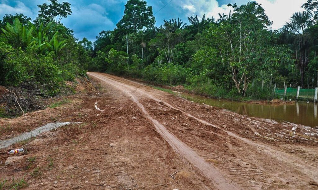 Ambientalistas denunciam desmatamento às margens da BR-319