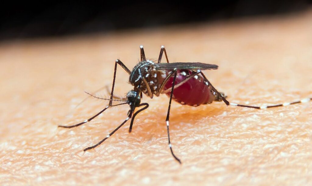 malaria-mosquito-capa
