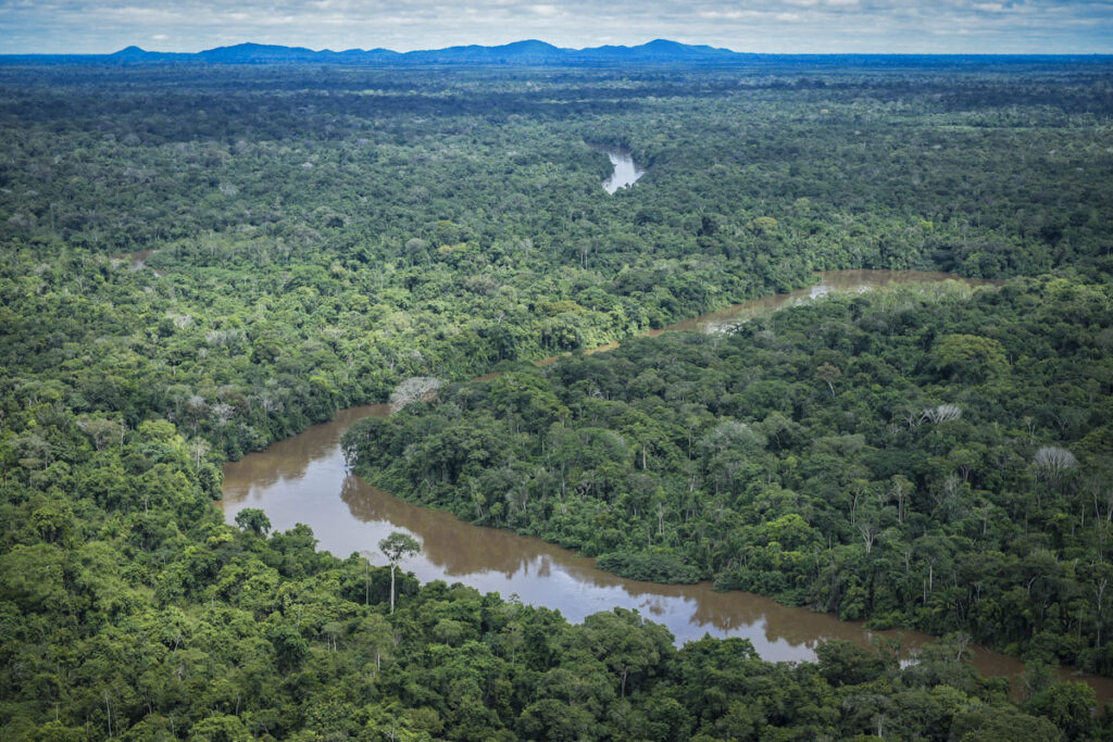 floresta amazônica 3D-capa