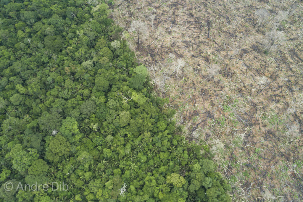 colapso floresta amazônica-capa