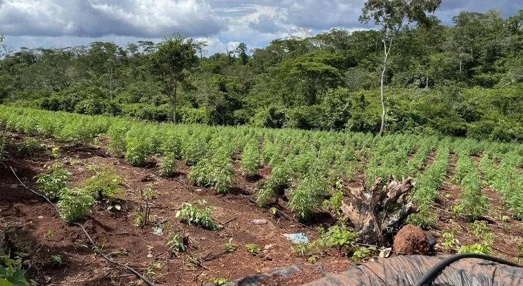 A segunda fase da operação Terra Livre foi deflagrada na última segunda-feira (29) pela Polícia Federal para acabar com o plantio ilegal de maconha (Cannabis Sativa) em terras indígenas, em Grajaú, no Maranhão.