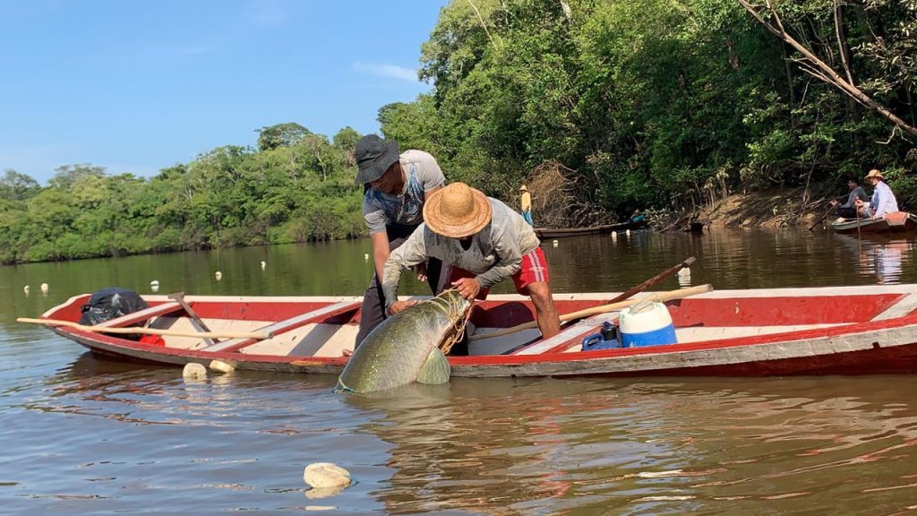 Agência de Desenvolvimento Sustentável do Amazonas (ADS), informa que o prazo para envio dos documentos para a habilitação na Subvenção Econômica do Pirarucu se encerra nesta sexta-feira (15/08). O Edital de credenciamento atenderá pescadores, manejadores individuais, associações, cooperativas, sindicatos, federações e instituições legalmente constituídas e compostas por pescadores em regime de manejo sustentável do Pirarucu.