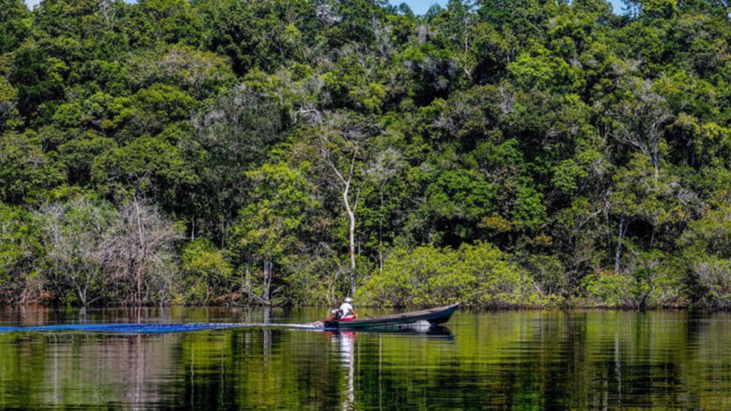 Desmatamento na Amazônia tem redução de 11,08% em 2025