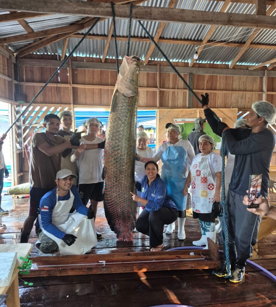 Em Maraã, pescadores realizam primeira pesca de pirarucu manejado