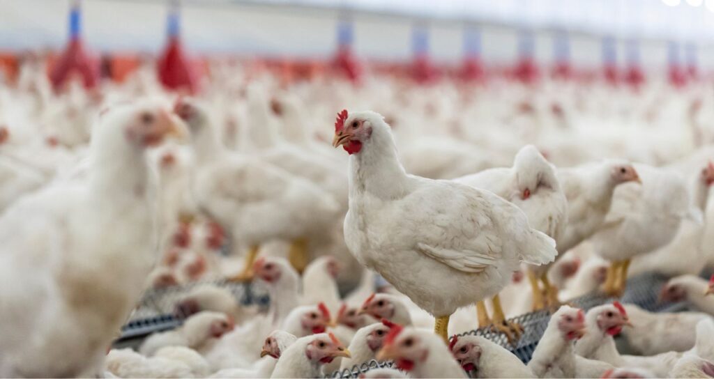 China suspende proibição de importação de carne de frango do Brasil