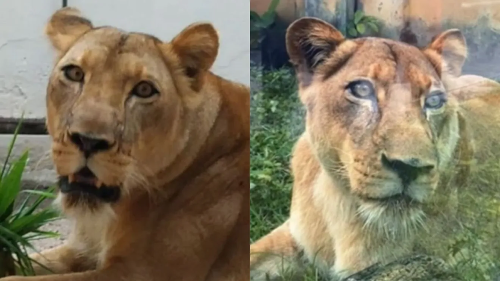 Veja imagens e o que se sabe sobre a leoa que matou um homem na Paraíba