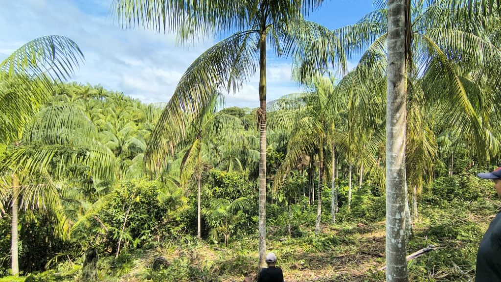 Projeto vai estruturar a cadeia do açaí nativo e ampliar renda em Tapauá no Amazonas