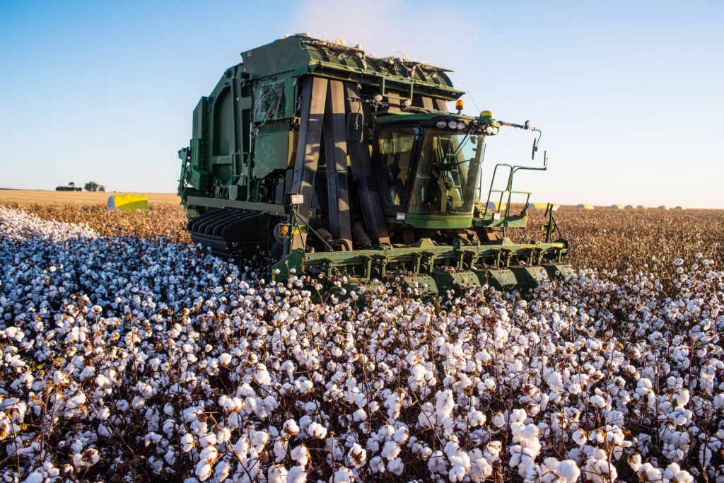 Exportações de algodão batem recorde histórico em 2025 e Brasil mantém liderança no mercado global