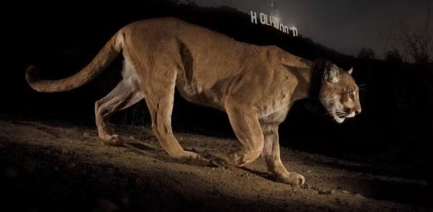 Mulher é encontrada morta em trilha nos EUA após suposto ataque de puma