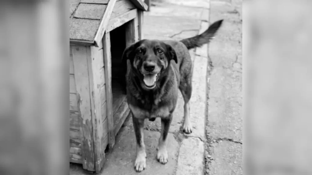 Cão Orelha: adolescente deixa de ser suspeito em morte de cachorro