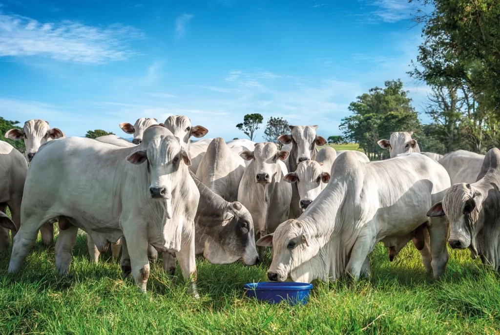 Ásia lidera abertura de mercados para o agronegócio brasileiro
