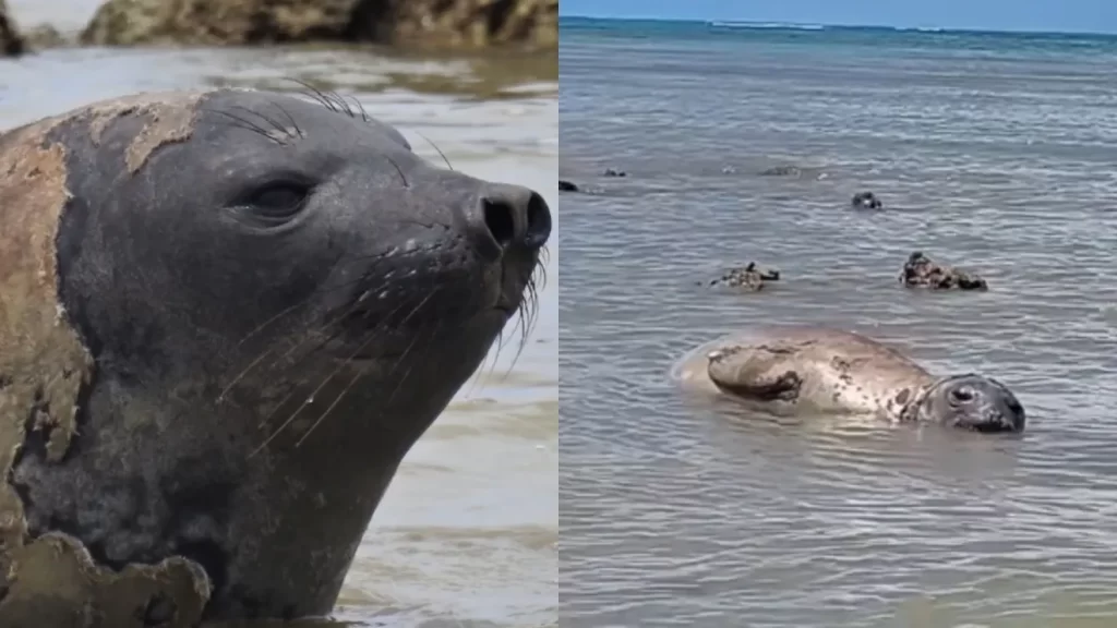 Elefante-marinho percorre praias e vira “sensação” em Alagoas; veja imagens