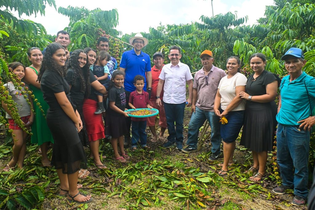 Em Silves, associação de produtores rurais assistida pelo Idam inicia colheita de café com estimativa de 147 sacas por hectare