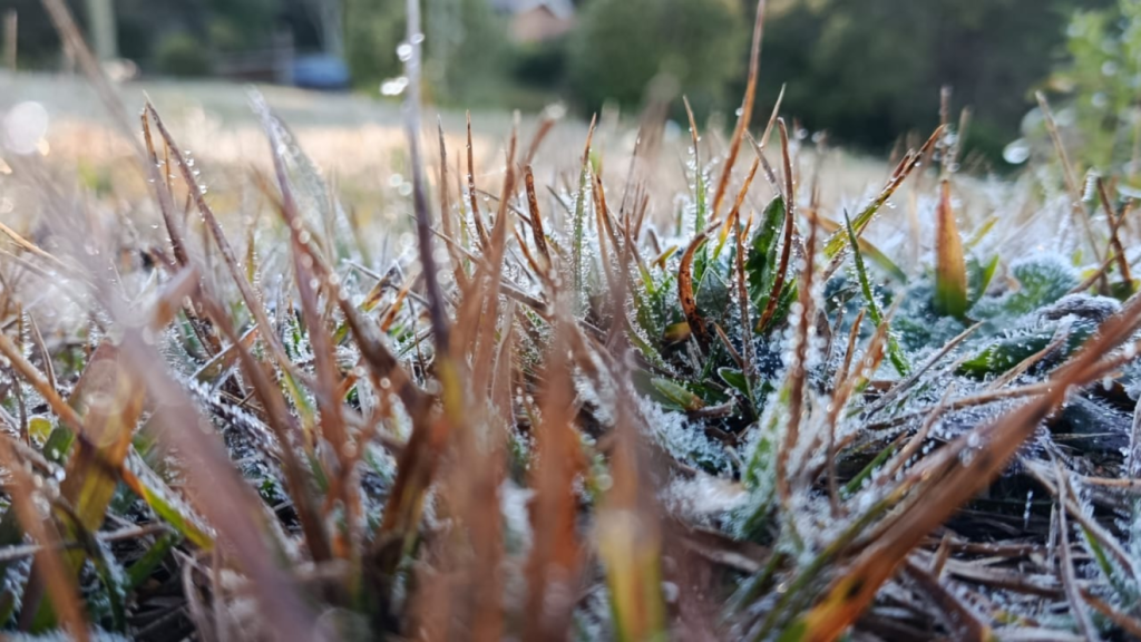SP: Campos do Jordão amanhece com geada e registra temperatura de 3,1°C