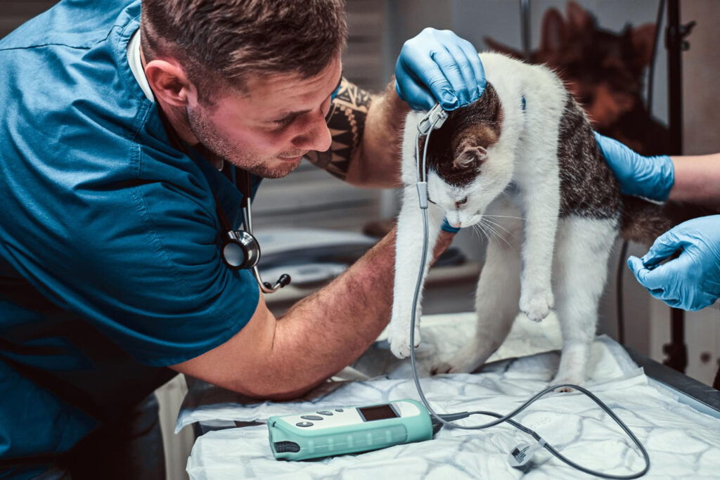 Mercado pet em expansão impulsiona parceria entre Sebrae-AM e Conselho de Regional de Medicina Veterinária