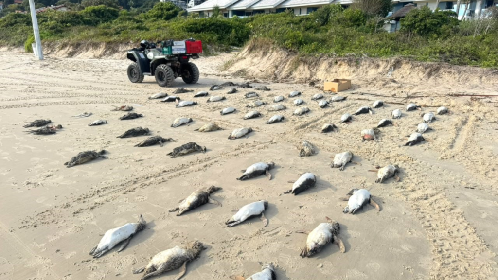 Mais de 200 pinguins são achados mortos em Florianópolis em um único dia
