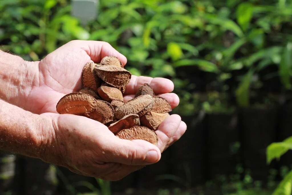 Castanha impulsiona renda de famílias e fortalece economia sustentável no interior Amazonas