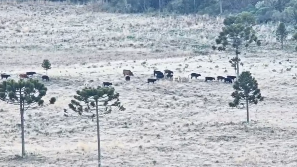 Serra Catarinense tem cena inusitada com gados em campos congelados