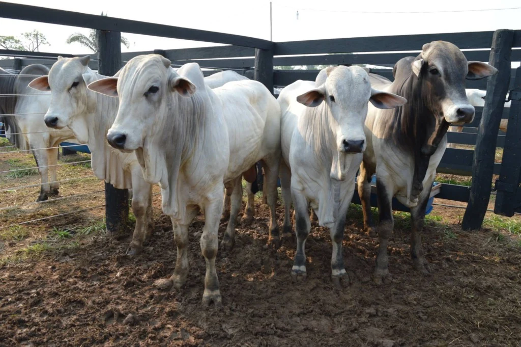 Queda de braço entre pecuaristas e frigoríficos faz boi gordo ser negociado a R$ 315 por arroba