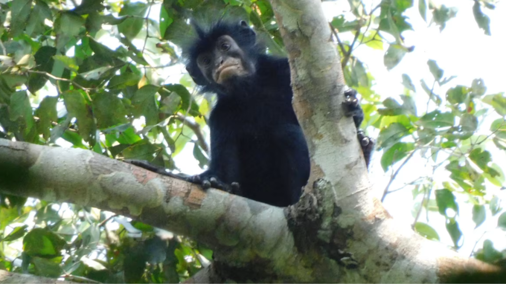 Macaco de lábios alaranjados é descoberto no Congo: “Realmente emocionante”