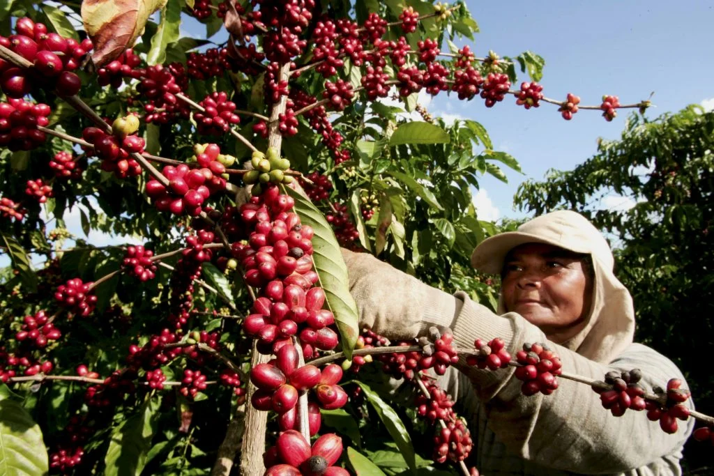 Exportações de café do Brasil crescem 9,9% em julho
