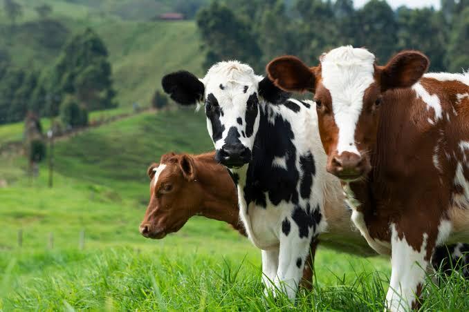 Brasil pode exportar 120 mil toneladas de carne bovina extra cota dos EUA