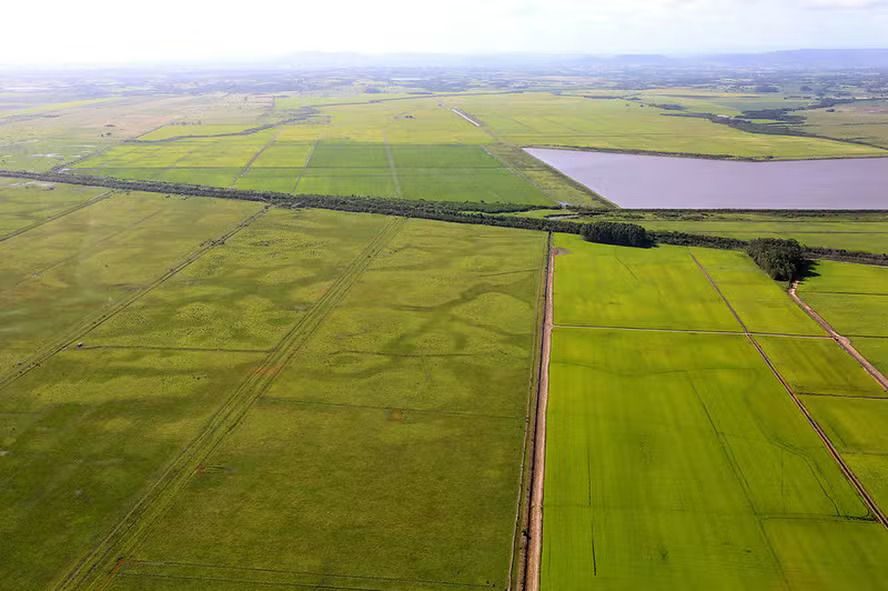 Google usa 200 mil hectares de arroz no Brasil contra mudanças climáticas