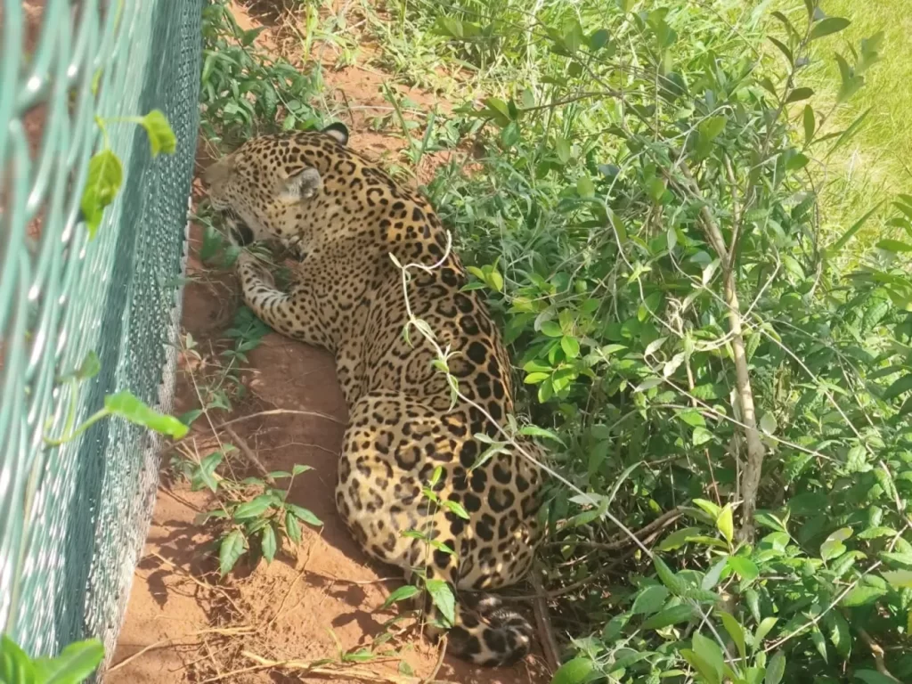 Onça-pintada é encontrada em SP após caminhar dezenas de km por rodovia