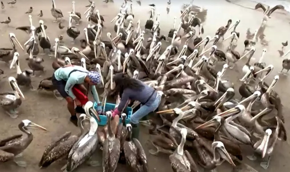 Super El Niño aquece água, diminui comida e obriga pelicanos famintos a se aglomerarem em busca de peixes em mercados