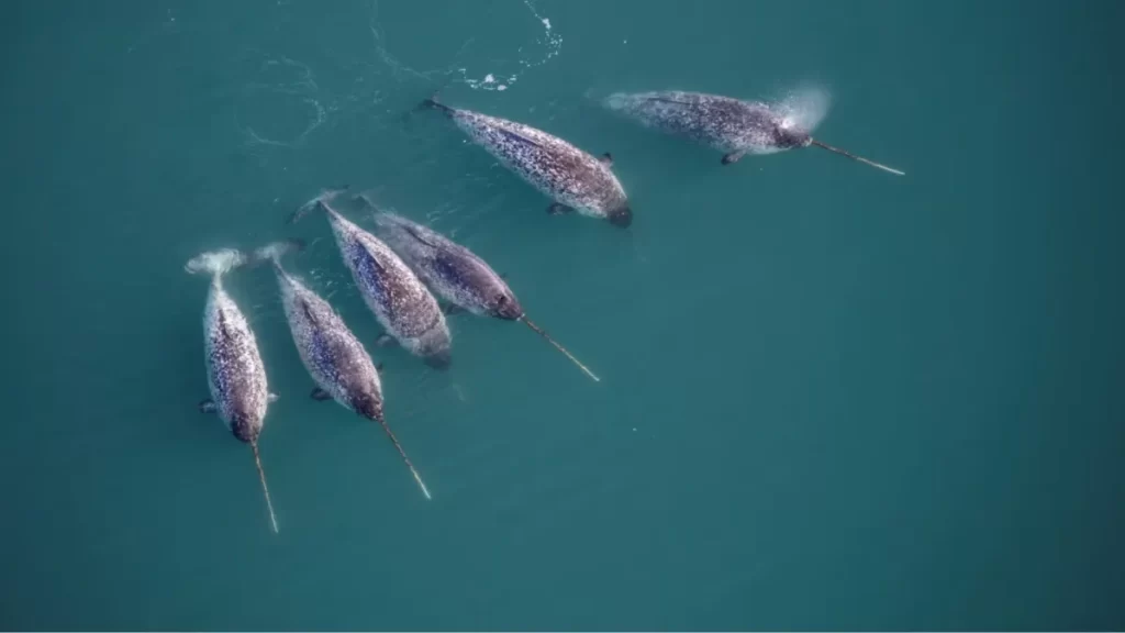Cientistas colocaram transmissores em ‘unicórnios do mar’ no Ártico. Os dados que trouxeram foram alarmantes