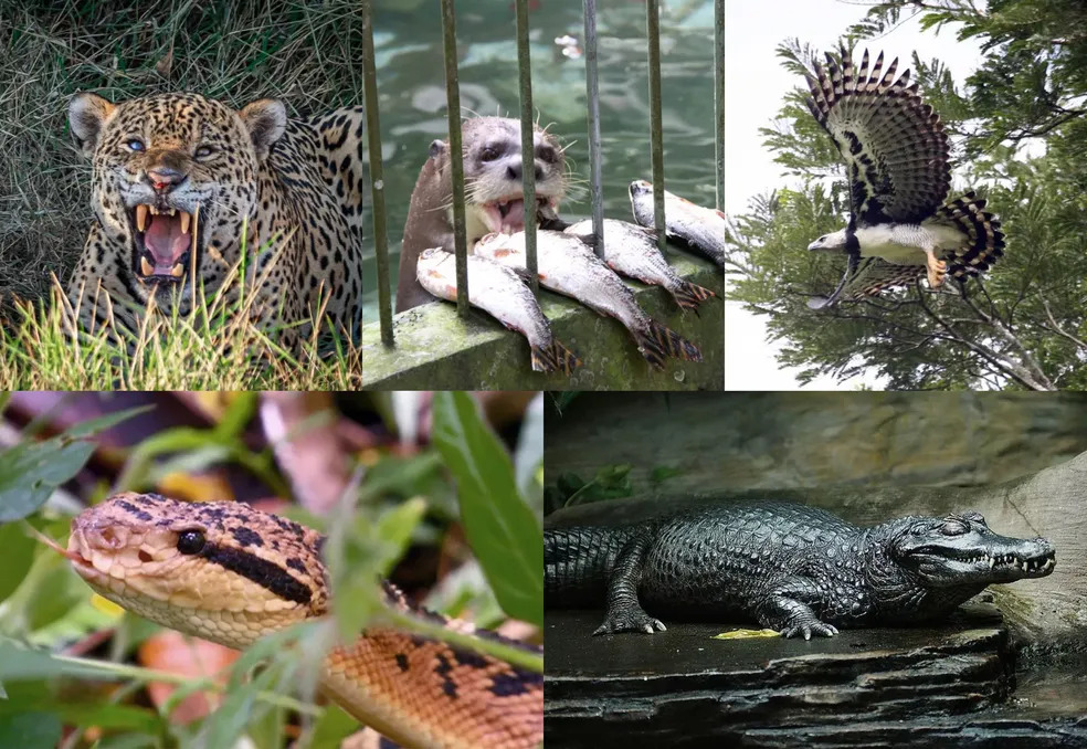 Dia da Amazônia: conheça cinco dos grandes predadores da maior floresta tropical do mundo