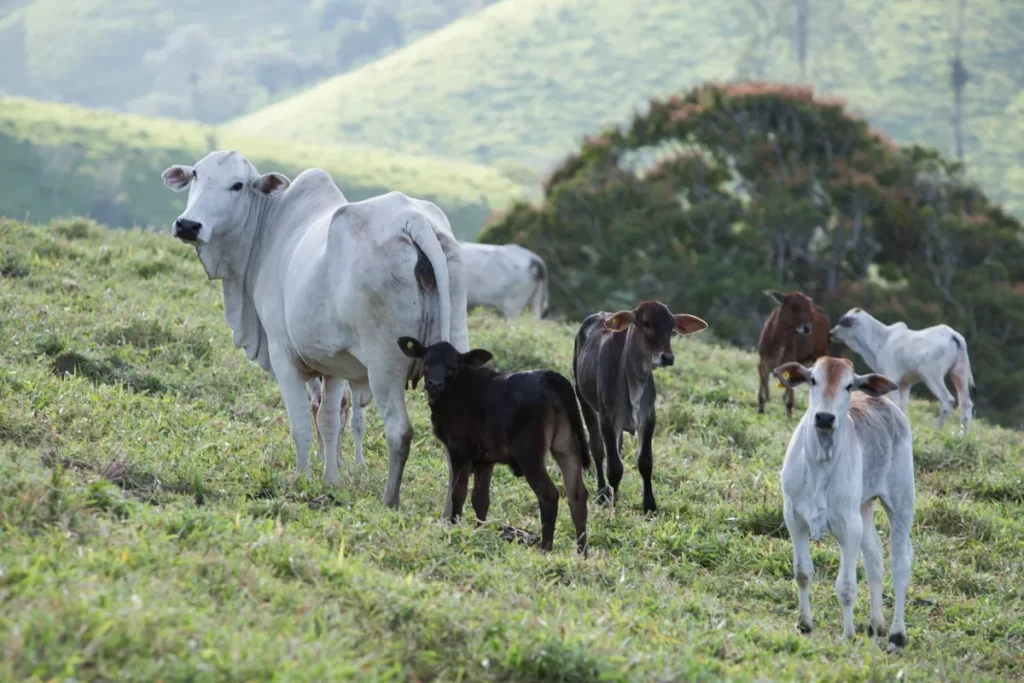 CNA reúne diplomatas de 14 países e UE para discutir sanidade da carne