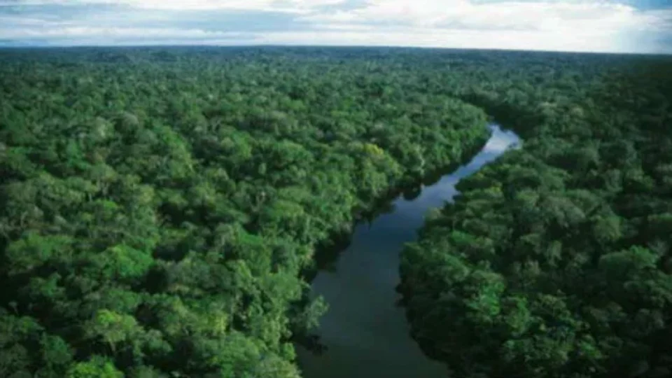 Reino Unido anuncia US$ 540 milhões para Fundo de Florestas criado pelo Brasil