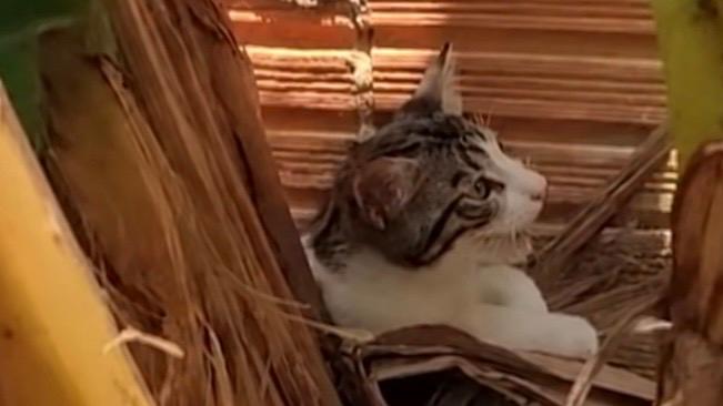 Trio é preso por jogar gato em quintal com cães no interior do Amazonas