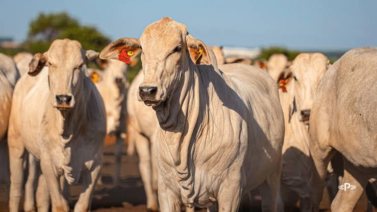 Carne bovina desafia tarifaço dos EUA e amplia vendas ao mercado americano