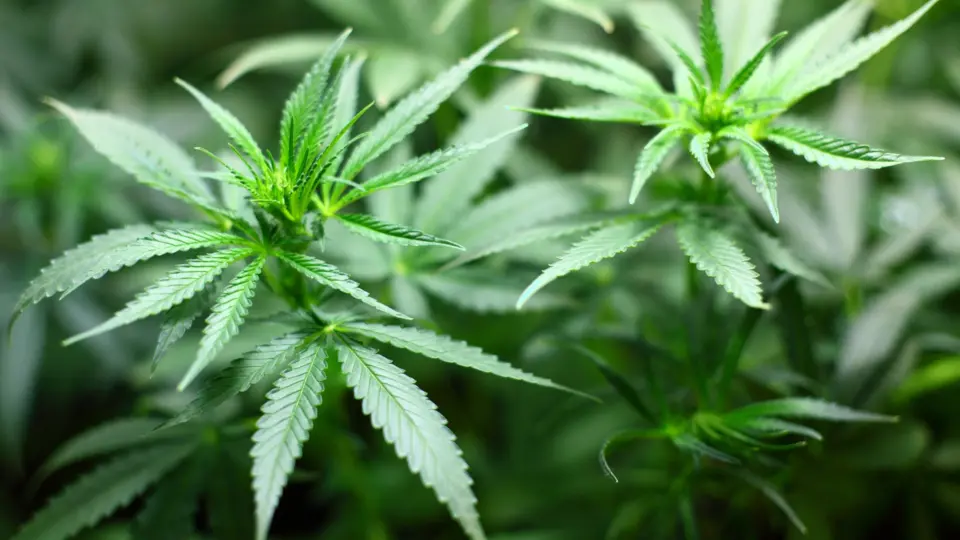 Companhias aéreas barram embarque de medicamentos de Cannabis dos EUA ao Brasil