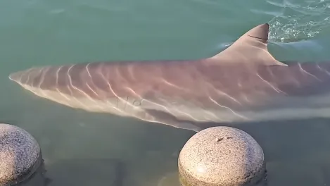 Tubarão se torna embaixador honorário de cidade da Coreia do Sul