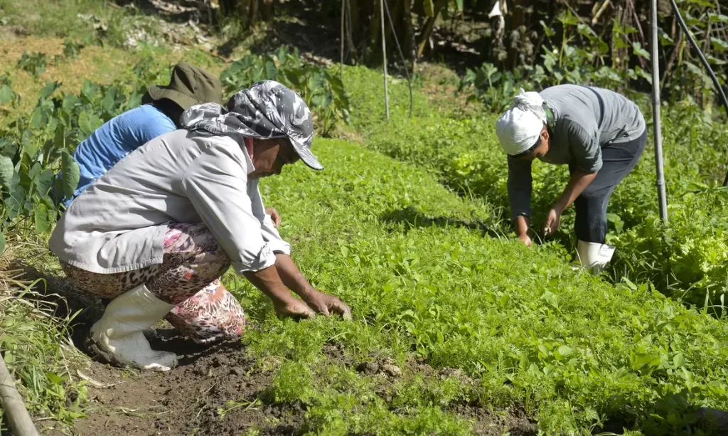 Agronegócio registra recorde de 28,4 milhões de trabalhadores no segundo trimestre
