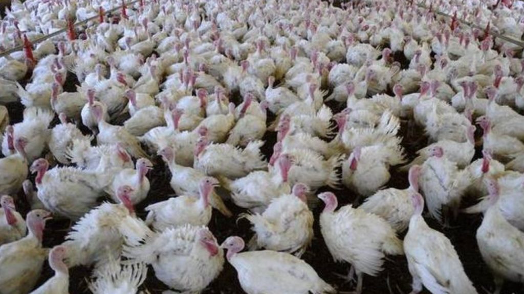 México suspende importação de produtos avícolas do Brasil