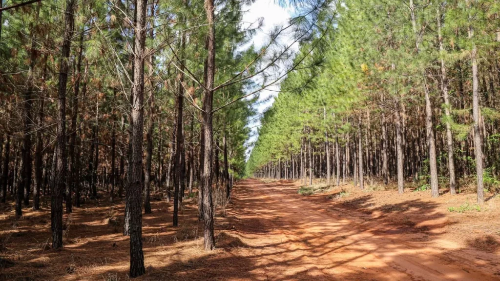 Bioenergia ganha espaço e reforça potencial da indústria de base florestal